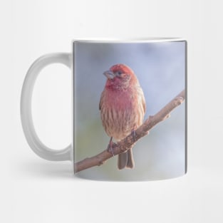 House Finch on blue/green blurred background Mug